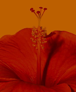 The Science Behind Hibiscus: Why This Flower is a Woman's Best Friend