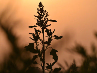 Tulsi (Holy Basil): The Adaptogen Herb Backed by Science for Stress, Immunity & Daily Resilience