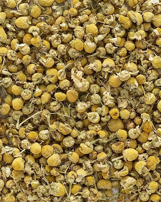 Close-up of dried yellow chamomile flowers