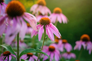 Close-up of pink Echinacea coneflowers with a blurred green background