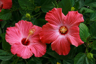 Two pink hibiscus flowers with green leaves in the backgound