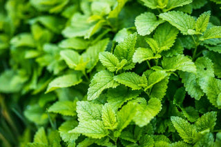 Close-up of green lemon balm leaves with a blurred background
