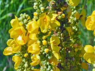 Close-up of Mullein, yellow flowers with green stems and leaves.