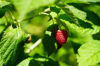 Red raspberry on a green leafy branch