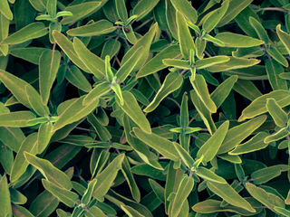 Close-up of Sage, dense green leafy plant with elongated oval leaves and small yellow-green centers, filling the entire frame.