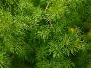 A cluster of fresh shatavari with bright green feathery foliage and exposed tan roots, photographed outdoors on soil.