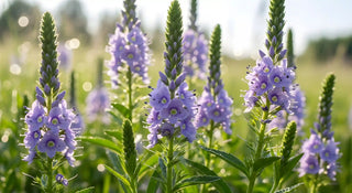 Purple flowers in a field with a blurred background
