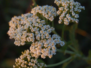 Close-up of white yarrow flowers in clusters with green stems against a dark blurred background.